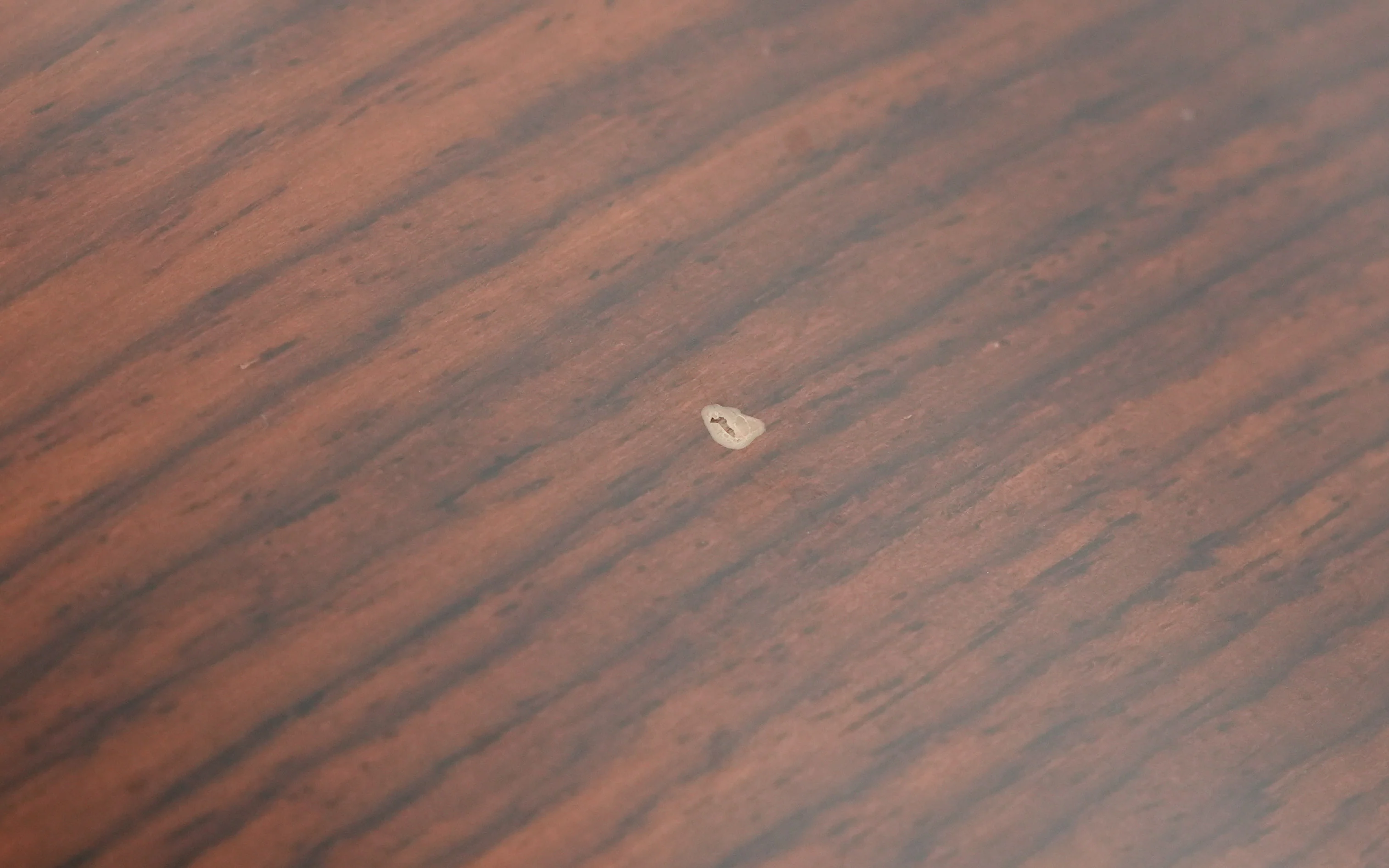 Ramirez 1A Spruce Rosewood 1995 - Image 13